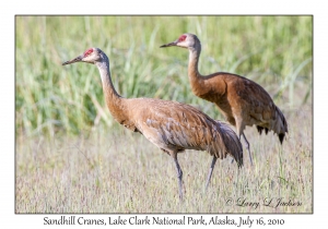 Sandhill Cranes