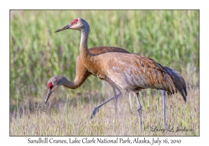 Sandhill Cranes