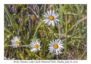 Arctic Daisies