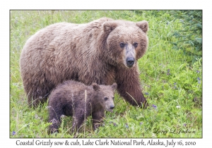 Coastal Grizzly sow & cub