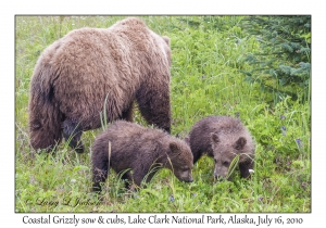 Coastal Grizzly sow & cubs