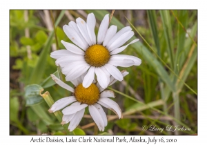 Arctic Daisies