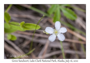 Grove Sandwort