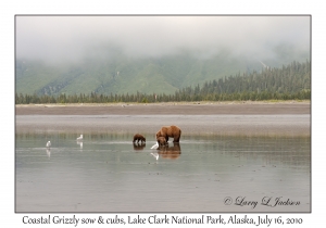 Coastal Grizzly sow & cubs