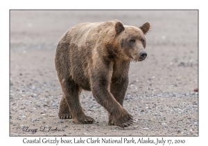 Coastal Grizzly boar