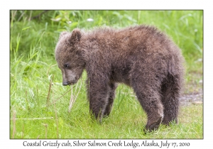 Coastal Grizzly cub