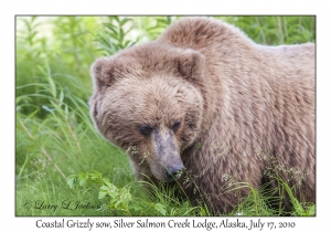 Coastal Grizzly sow