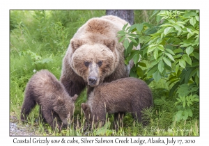 Coastal Grizzly sow & cubs