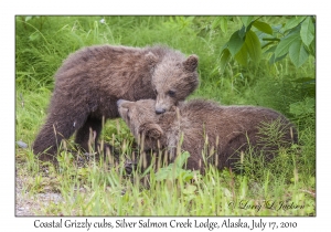 Coastal Grizzly cubs