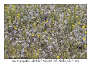 Beach Cinquefoil