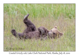 Coastal Grizzly cub