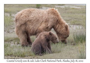 Coastal Grizzly sow & cub