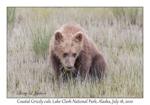 Coastal Grizzly cub