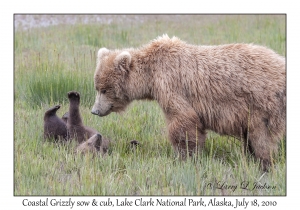 Coastal Grizzly sow & cub