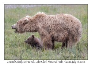 Coastal Grizzly sow & cub