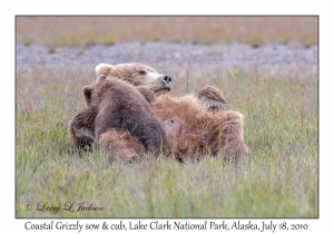 Coastal Grizzly sow & cub