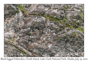 Black-legged Kittiwakes