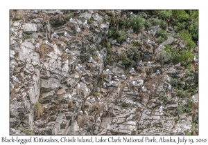 Black-legged Kittiwakes