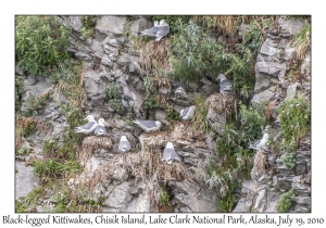 Black-legged Kittiwakes