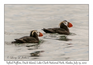 Tufted Puffins