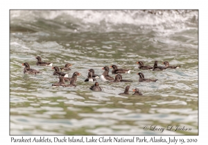 Parakeet Auklets