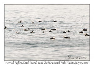 Horned Puffins