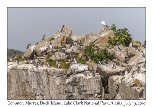 Common Murres