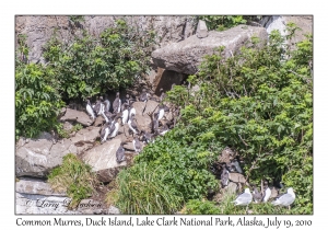 Common Murres