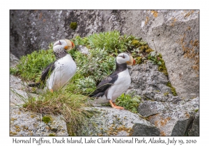 Horned Puffins