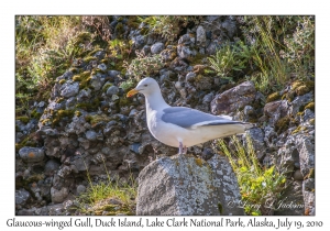 Glaucous-winged Gull