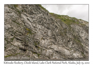 Kittiwake Rookery