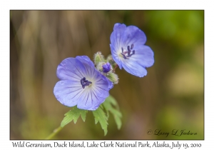 Wild Geranium