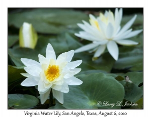 Virginia Water Lily