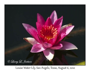 Louise Water Lily