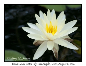 Texas Dawn Water Lily