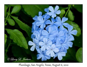 Plumbago