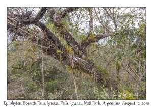 Epiphytes