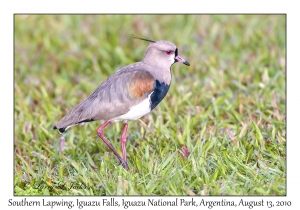 Southern Lapwing