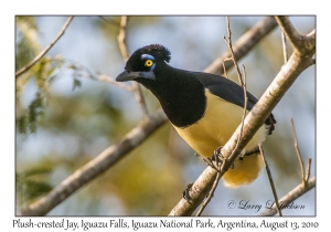 Plush-crested Jay