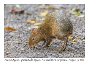 Azara's Agouti