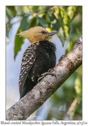 Blond-crested Woodpecker