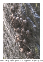 Great Dusky Swifts