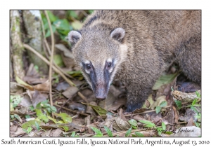 South American Coati