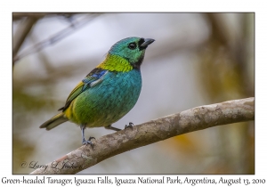 Green-headed Tanager