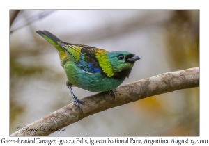 Green-headed Tanager