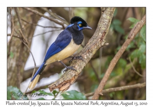 Plush-crested Jay