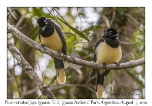 Plush-crested Jays