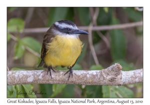 Great Kiskadee