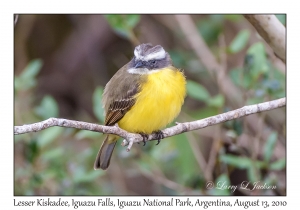 Lesser Kiskadee