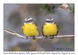 Lesser Kiskadees